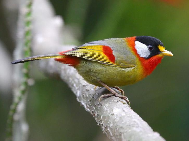 银耳相思鸟图片