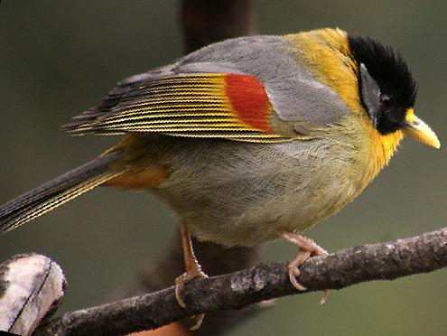 银耳相思鸟图片