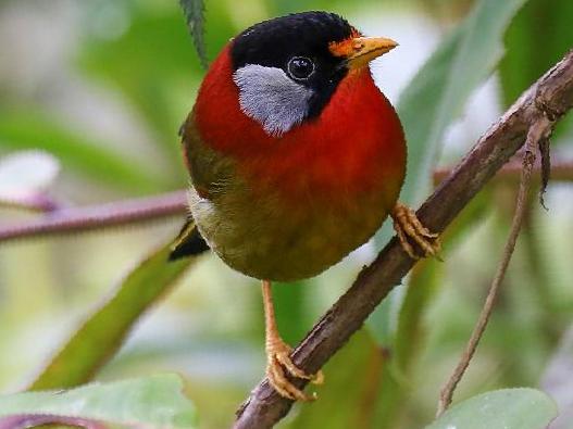 银耳相思鸟图片