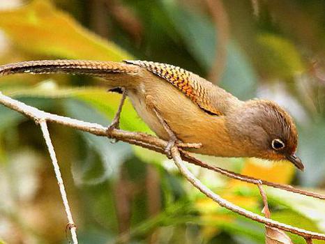 白眶斑翅鹛图片
