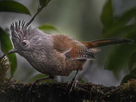 纹胸斑翅鹛图片