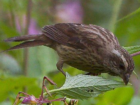 玫红眉朱雀图片