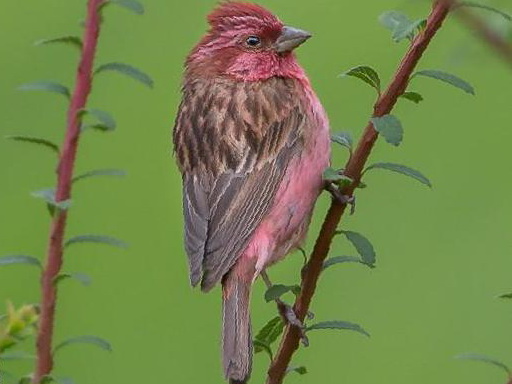 玫红眉朱雀图片