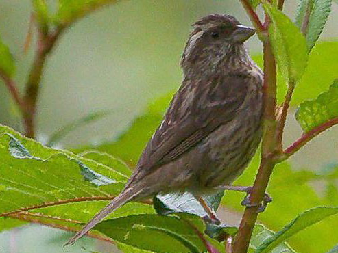 玫红眉朱雀图片