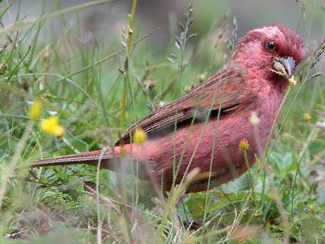 玫红眉朱雀图片