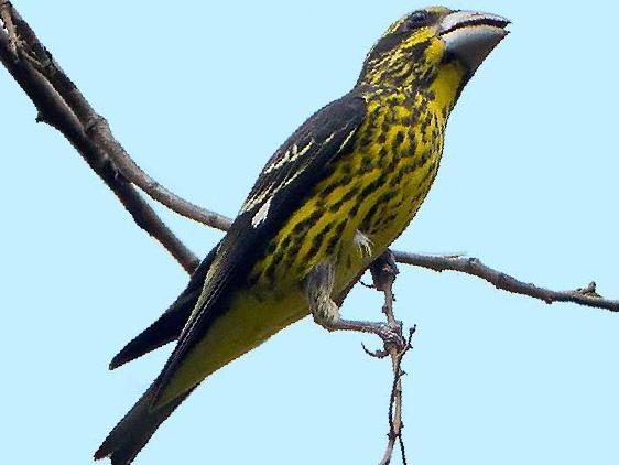 白点翅拟蜡嘴雀图片