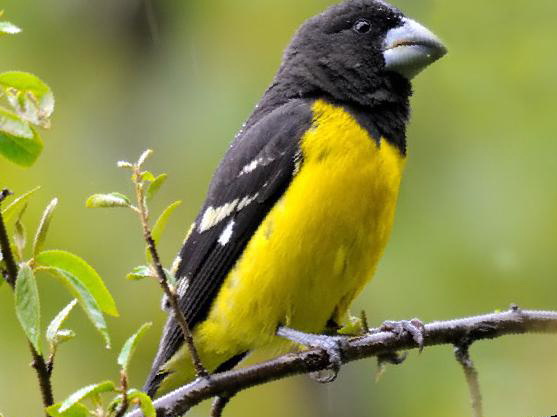 白点翅拟蜡嘴雀图片