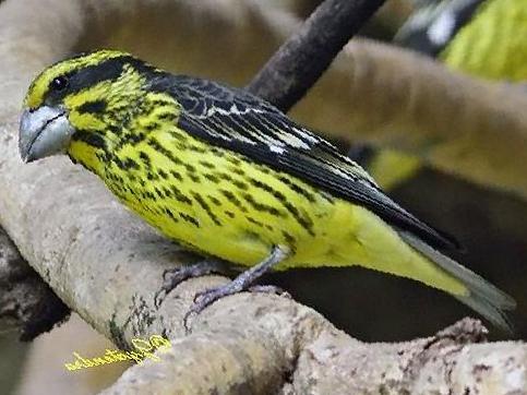 白点翅拟蜡嘴雀图片