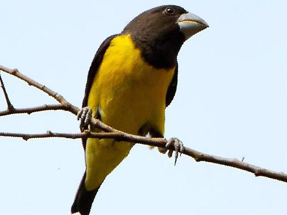 白点翅拟蜡嘴雀图片