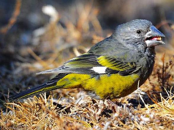 白斑翅拟蜡嘴雀图片