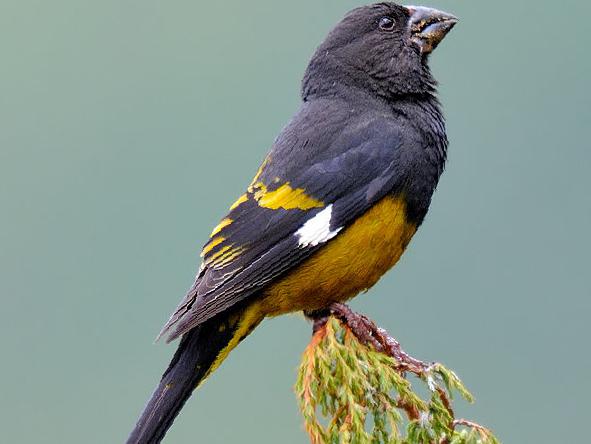 白斑翅拟蜡嘴雀图片