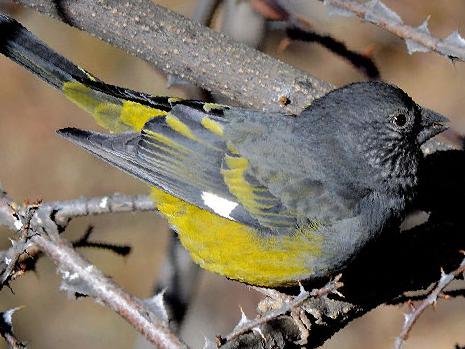 白斑翅拟蜡嘴雀图片