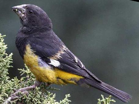 白斑翅拟蜡嘴雀图片