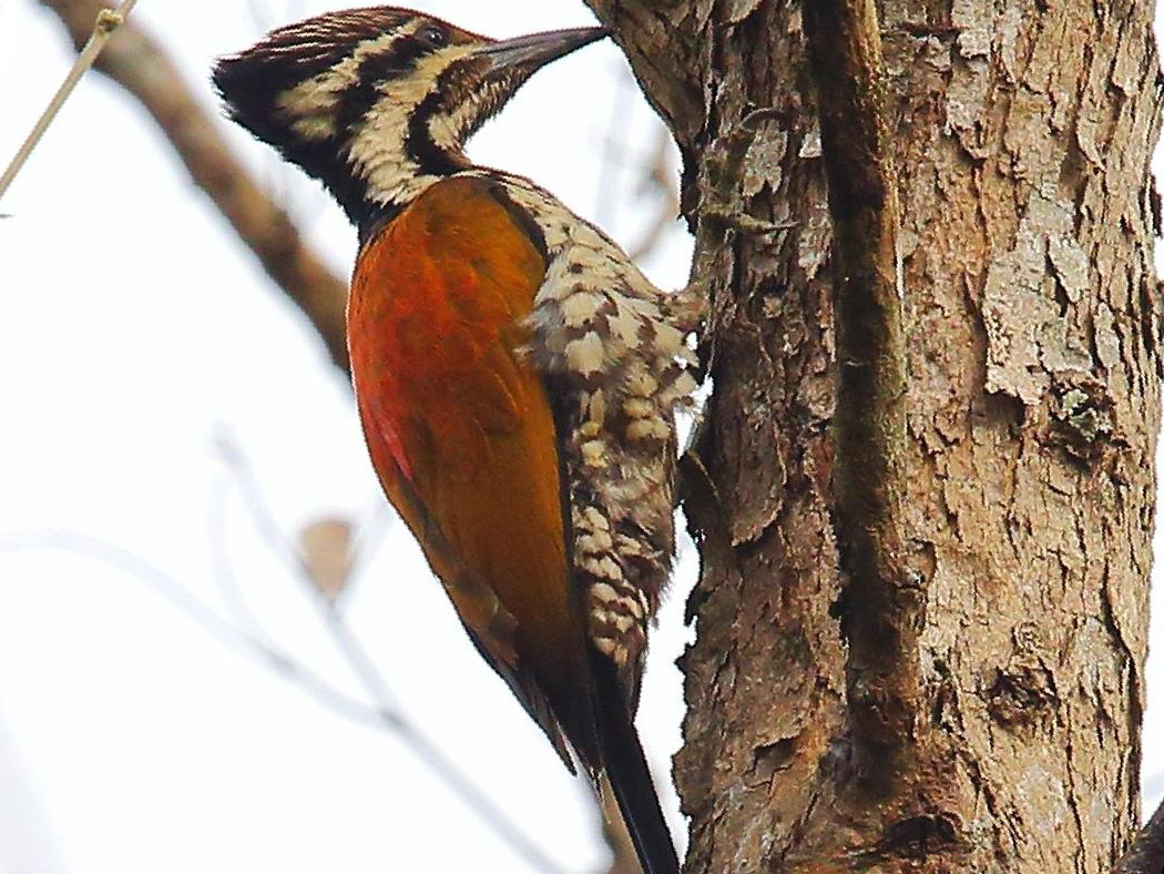 喜山金背三趾啄木鸟图片