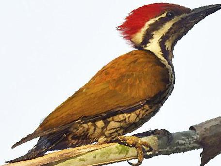 喜山金背三趾啄木鸟图片