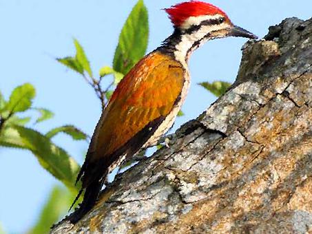 喜山金背三趾啄木鸟图片