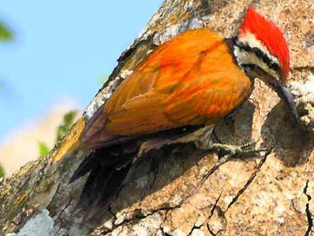 喜山金背三趾啄木鸟图片