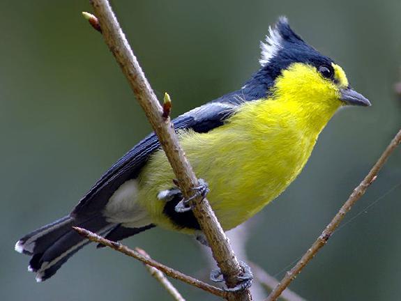 台湾黄山雀图片