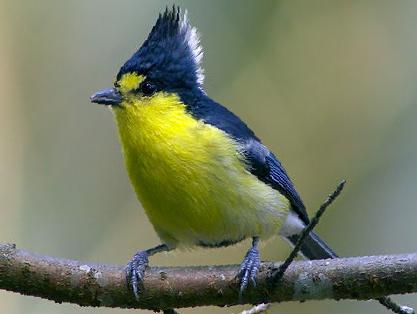 台湾黄山雀图片