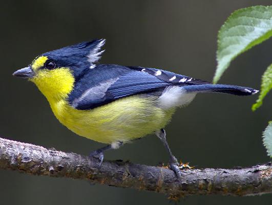 台湾黄山雀图片