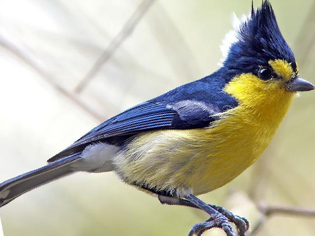 台湾黄山雀图片
