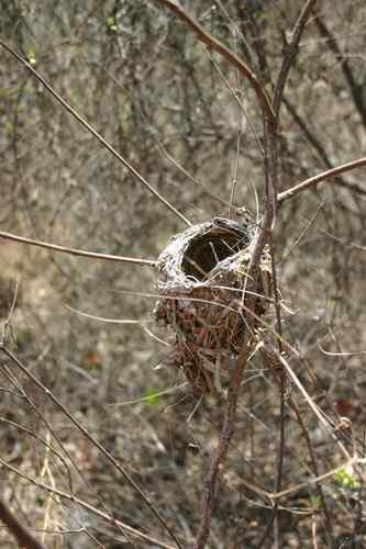鸟巢幼鸟写真第4辑