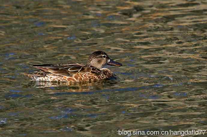 蓝翅鸭（2）
