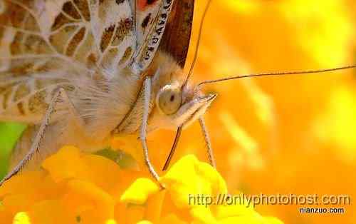 [组图]欣赏动物的眼睛