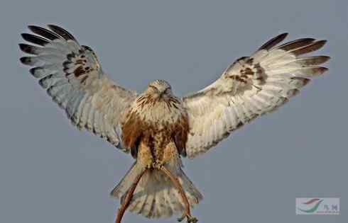 [组图]栖架的毛脚鵟