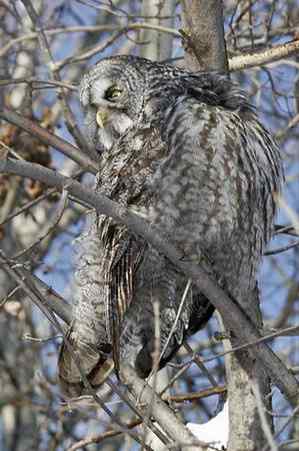 [组图]乌鸦驱赶乌林鸮
