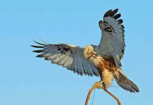 [组图]栖架的毛脚鵟