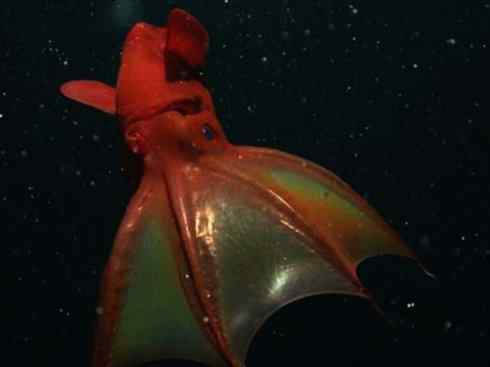 自然奇观：动物大迁徙(乌贼）