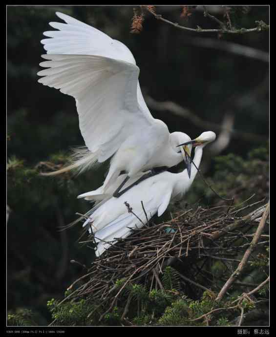 象山白鹭拍摄经验谈 象山白鹭拍摄经验谈