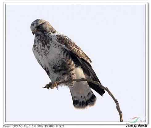 [组图]栖架的毛脚鵟