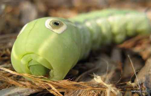 [组图]欣赏动物的眼睛