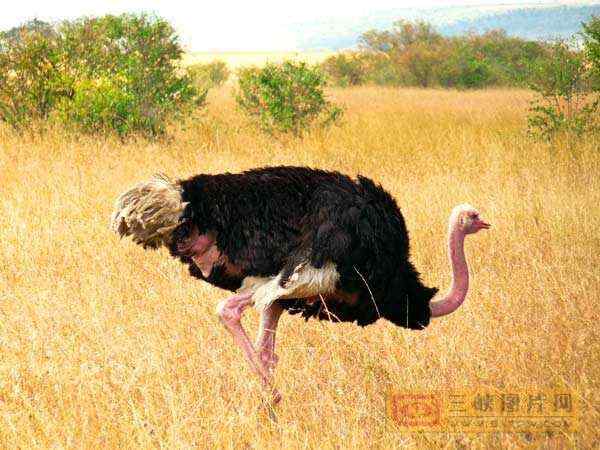 体形最大的鸟类：非洲鸵鸟