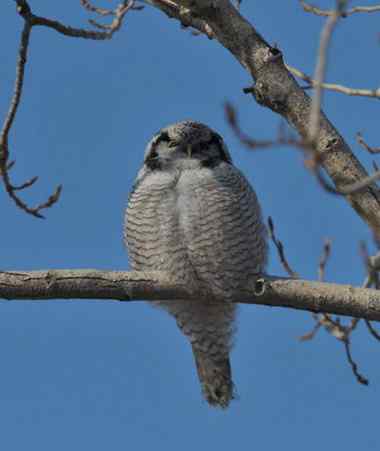 大炮对准大庆猛鸮