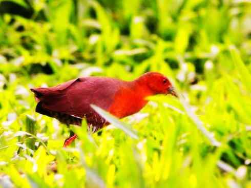 极品红色鸟类：红蜂虎