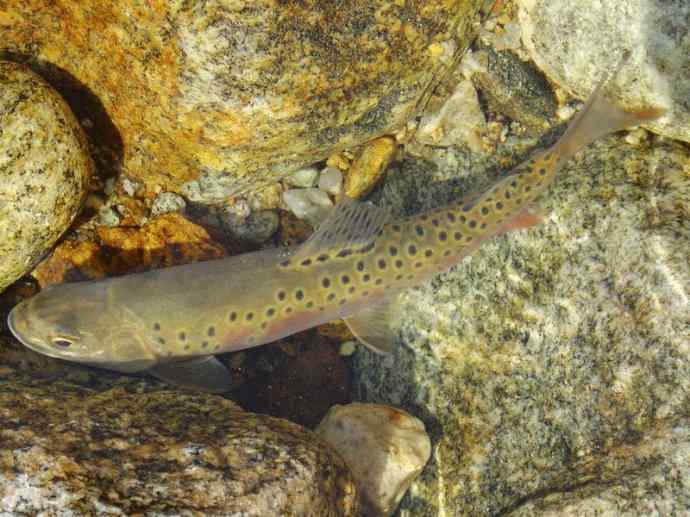 鱼类活化石：虱目鱼