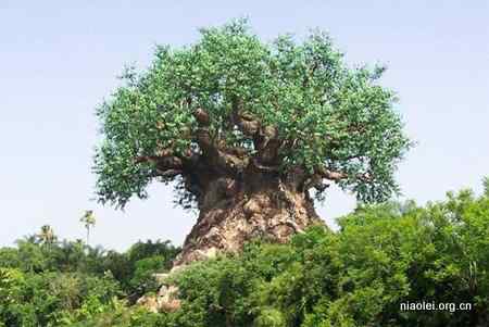 [组图]迪斯尼生命之树