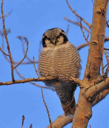 大炮对准大庆猛鸮