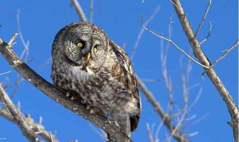 [组图]乌鸦驱赶乌林鸮