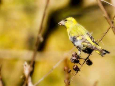 家禽驯化之源之十九