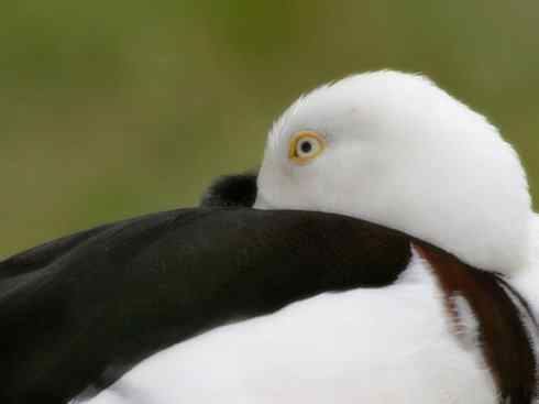 白头鸟系列:另类的美丽9 白头鸟系列:另类的美丽9