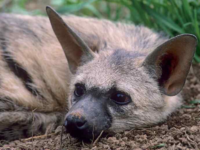 盘点十二大著名食蚁动物：土狼