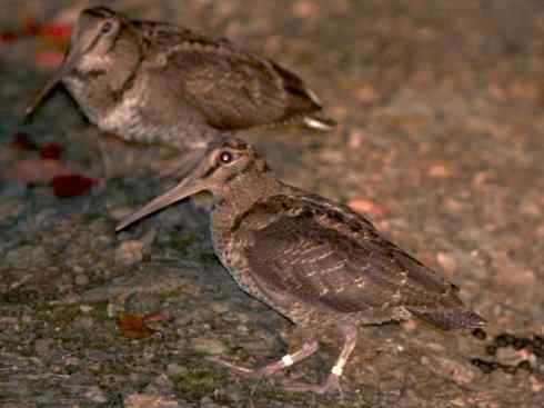 鸟类之最:小丘鹬 鸟类之最:小丘鹬