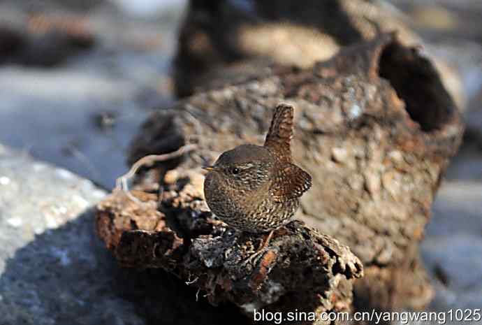 恋窝的鹪鹩 wbr1