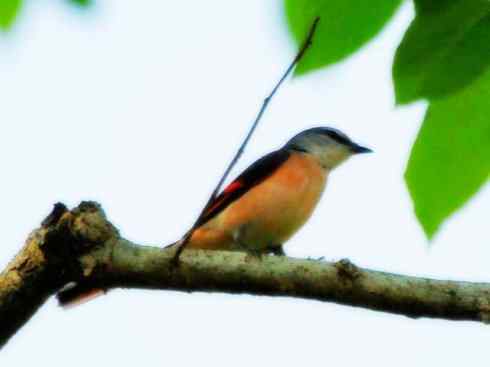 美丽无罪：雀鸟之山椒鸟