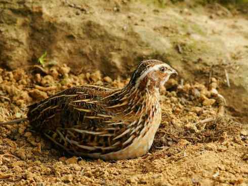 凤凰：传说的鸟原型探秘（鹌鹑）