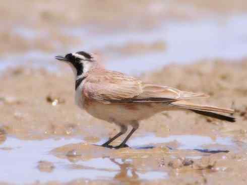 家禽驯化之源之二十八